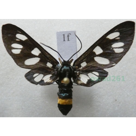 Amata phegea (Linnaeus, 1758) Oblaczek granatek Czech1f